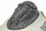 Prone Pedinopariops Trilobite - Mrakib, Morocco #287673-4